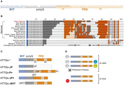 An Expanded Polyproline Domain Maintains Mutant Huntingtin Soluble in vivo and During Aging